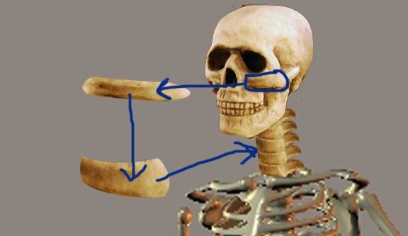 Creation of The Skeleton : Step 3